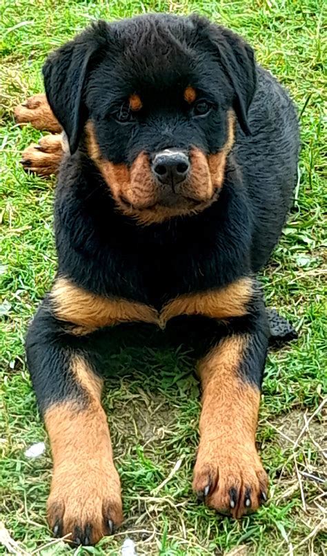 Has been socialized. . Rottweiler puppies for sale 150
